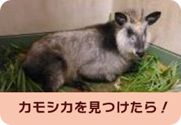 カモシカを見つけたら！