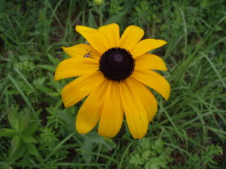 写真：アラゲハンゴンソウ