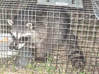写真：アライグマ