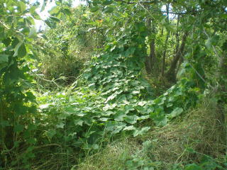 写真：アレチウリの花1