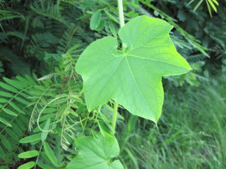 写真：アレチウリの花2