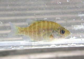 写真：ブルーギル