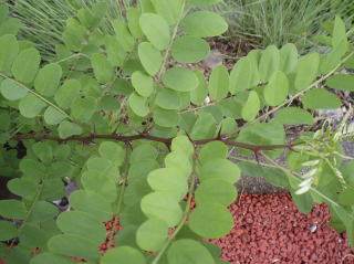 写真：ハリエンジュ