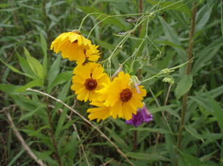 写真：ハルシャギクの仲間