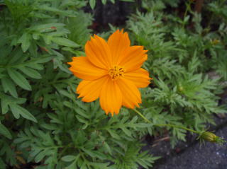 写真：キバナコスモス