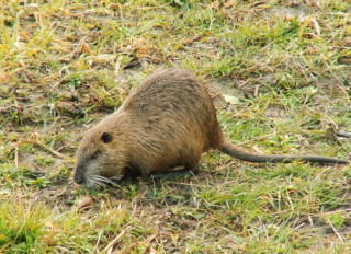 写真：ヌートリア