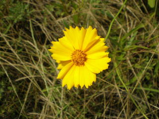 写真：オオキンケイギク1