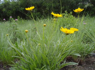 写真：オオキンケイギク2