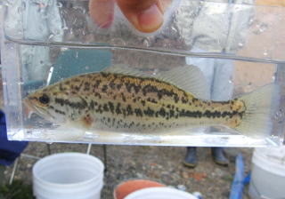 写真：オオクチバス