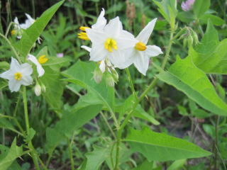 写真：ワルナスビ