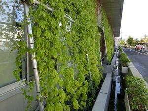 写真：2017年　駅北ゴーヤ