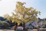 写真：20イチョウ