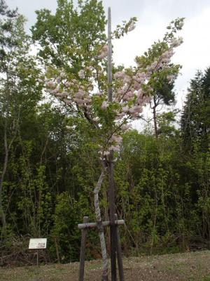 写真：ショウゲツ