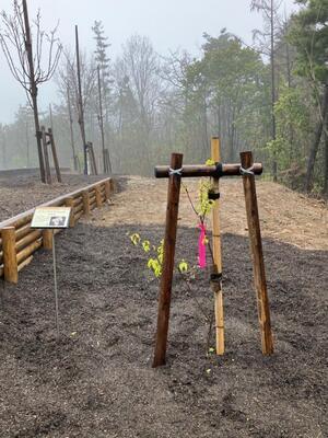 写真：クマノザクラ