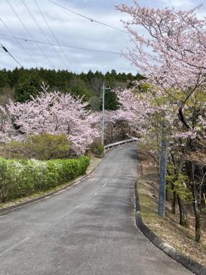 写真：園内道路沿いの桜