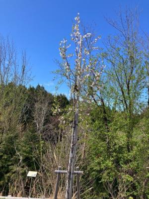 写真：ウミネコ