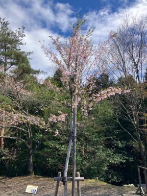 写真：アーコレード