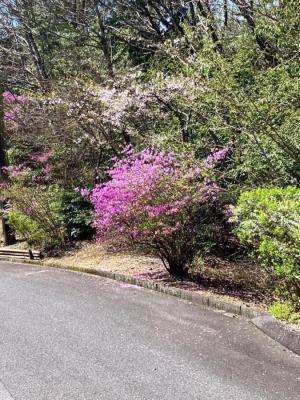 写真：コバノミツバツツジ