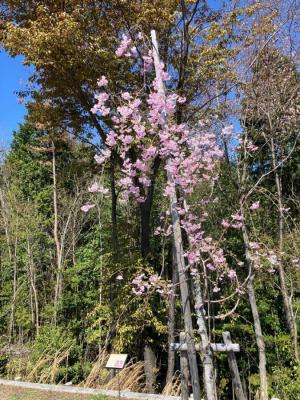 写真：ヤエベニシダレ