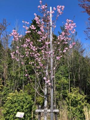 写真：ベニユタカ