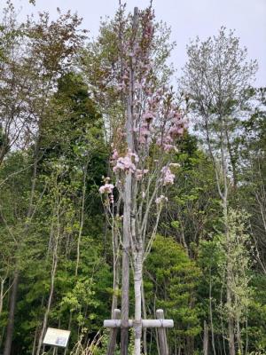 写真：アマノガワ