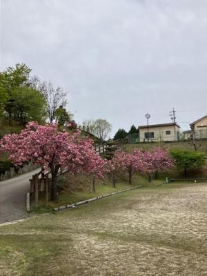写真：多目的広場の桜