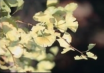 写真：イチョウ