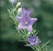 写真：キキョウ