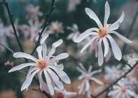 写真：シデコブシの花