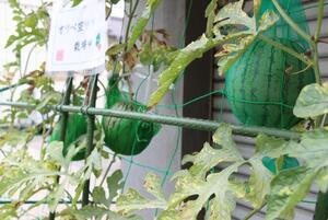 写真：空中スイカ