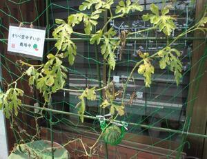 写真：空中スイカ1