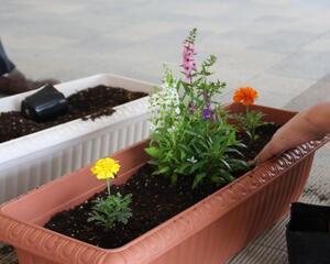 写真：花苗植え体験