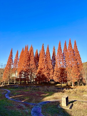 第8回Instagramフォトコンテスト入選作品(緑の砂防公園)