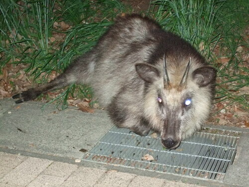 写真：カモシカ