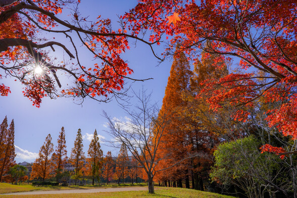 第7回フォトコンテスト受賞作品(脇之島中央公園のメタセコイア並木)