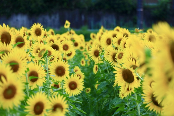 第7回フォトコンテスト受賞作品(なかよし農園のひまわり)