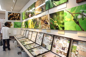 たじみの自然展2026写真2