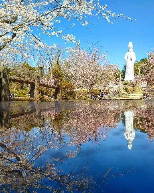 春の虎渓公園