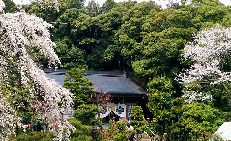 桜が咲きほこる神明神社の写真